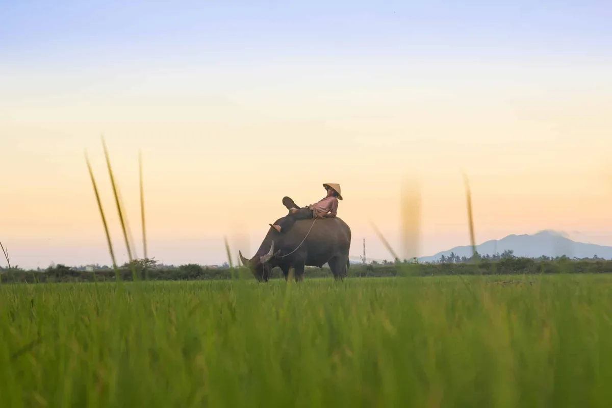 Vietnamese person riding a Buffalo