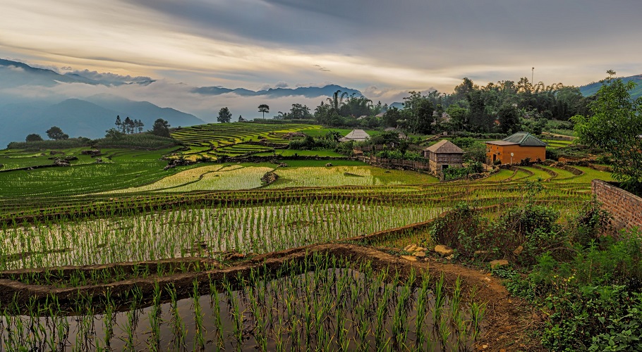 Rice fields of Vietnam